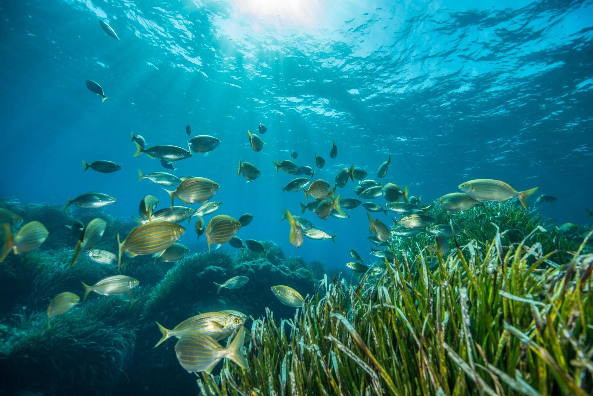La beauté des fonds marins : observer les poissons depuis l'interieur du bateau